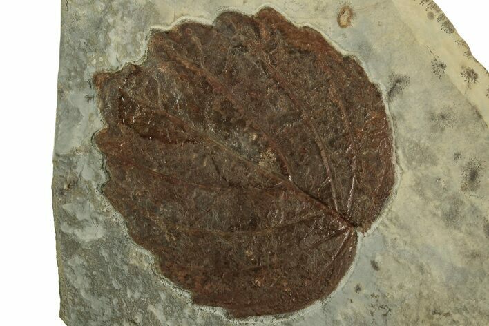 Fossil Leaf (Davidia) - Montana #215530